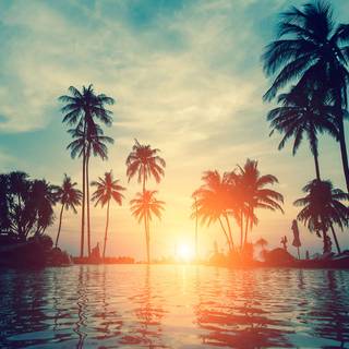 Beach sunset palm trees and ocean wallpaper
