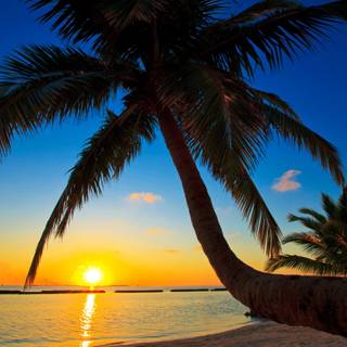 Beach sunset palm trees and ocean wallpaper
