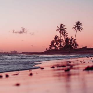 Beach sunset palm trees and ocean wallpaper
