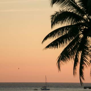 Beach sunset palm trees and ocean wallpaper