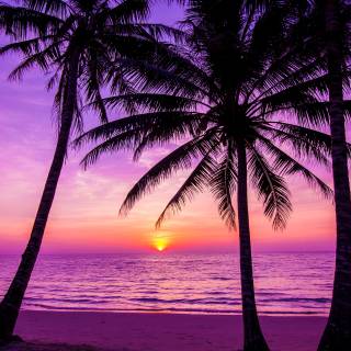 Beach sunset palm trees and ocean wallpaper