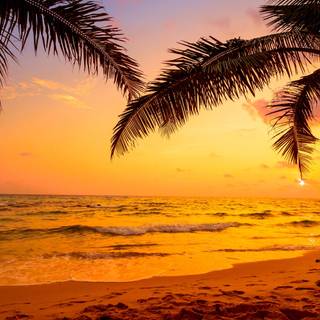 Beach sunset palm trees and ocean wallpaper