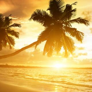 Beach sunset palm trees and ocean wallpaper