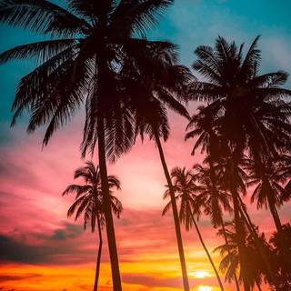 Beach sunset palm trees and ocean wallpaper