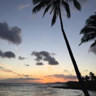Beach sunset palm trees and ocean wallpaper