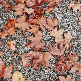 Physical change wallpaper