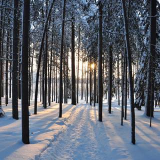 Landscape winter trees wallpaper
