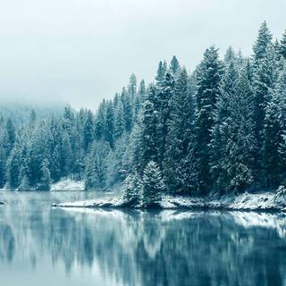 Landscape winter trees wallpaper