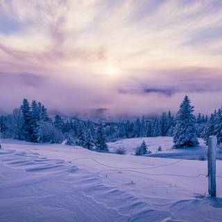 Landscape winter trees wallpaper