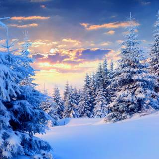 Landscape winter trees wallpaper