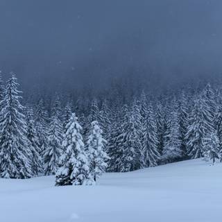 Landscape winter trees wallpaper