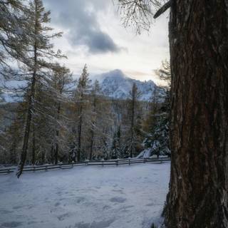 Landscape winter trees wallpaper