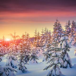 Landscape winter trees wallpaper