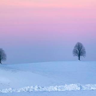 Landscape winter trees wallpaper