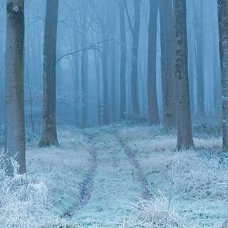 Anime winter trees wallpaper