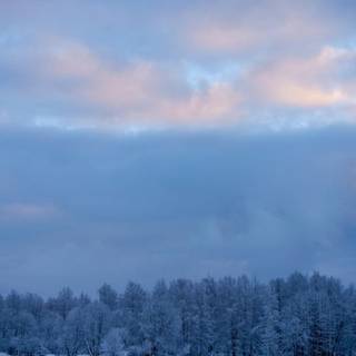 Landscape winter trees wallpaper