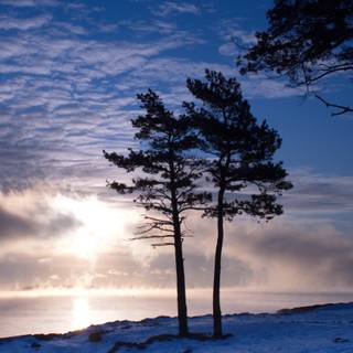 Landscape winter trees wallpaper