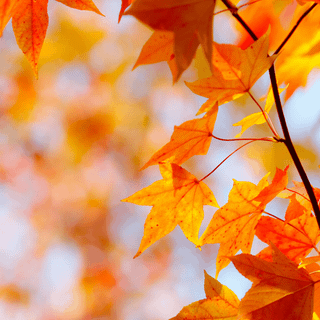 Autumn season phone wallpaper