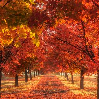 Autumn season phone wallpaper