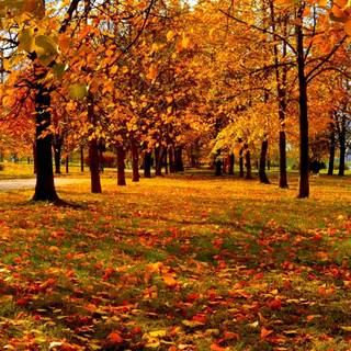 Autumn season phone wallpaper