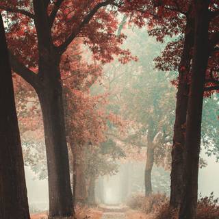 Autumn season phone wallpaper