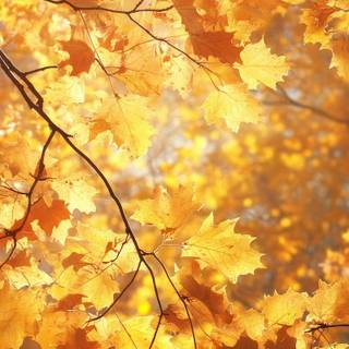 Autumn season phone wallpaper