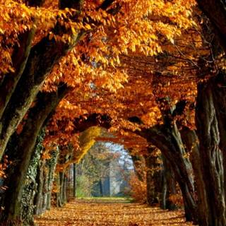 Autumn season phone wallpaper