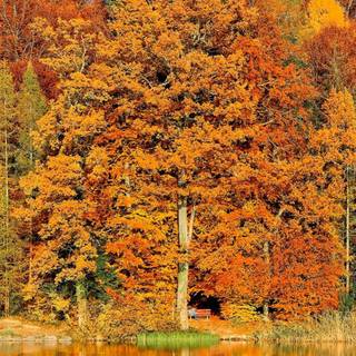 Autumn trees mobile wallpaper