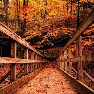 Autumn trees mobile wallpaper