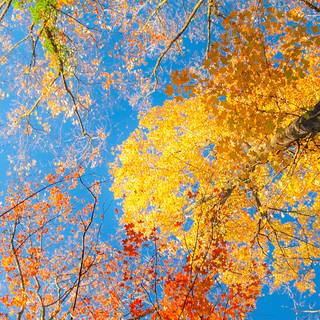 Autumn trees mobile wallpaper