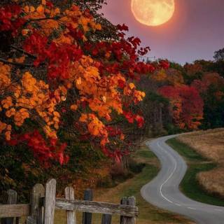 Autumn trees mobile wallpaper