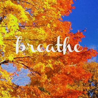 Autumn trees mobile wallpaper