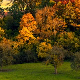 Autumn trees mobile wallpaper