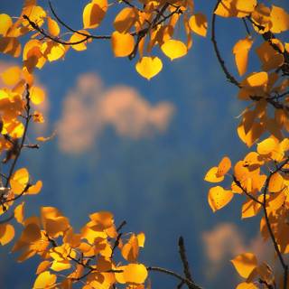 Autumn trees mobile wallpaper