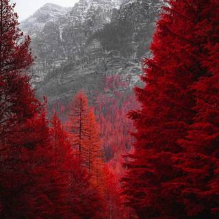 Autumn trees mobile wallpaper