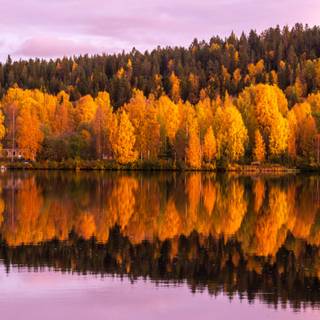 Autumn trees mobile wallpaper
