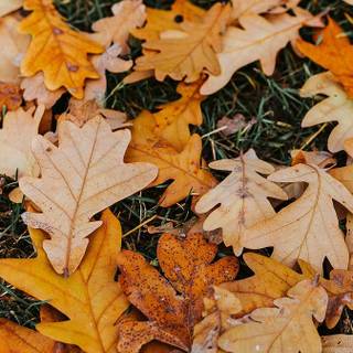 Autumn trees mobile wallpaper