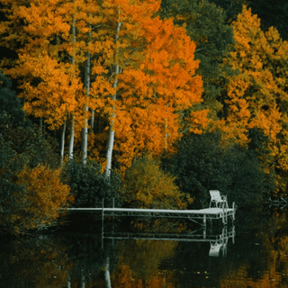 Autumn trees mobile wallpaper