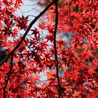 Autumn trees mobile wallpaper