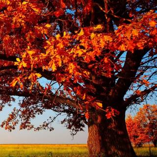 Autumn trees mobile wallpaper