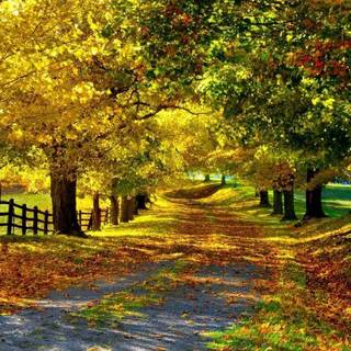 Autumn trees mobile wallpaper