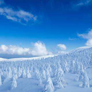 iPhone nature winter wallpaper