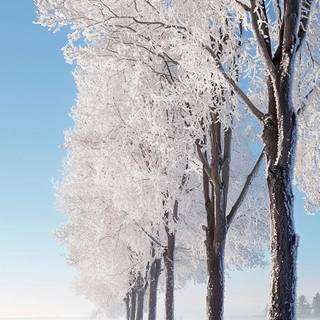 iPhone nature winter wallpaper