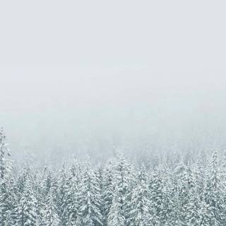 Simple winter aesthetic wallpaper