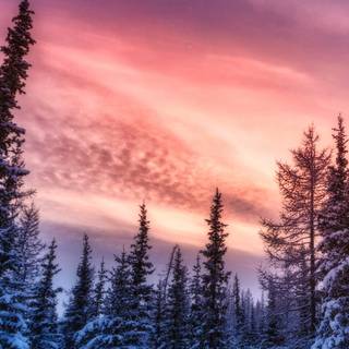 iPhone nature winter wallpaper