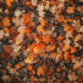 Aesthetic autumn iPad wallpaper