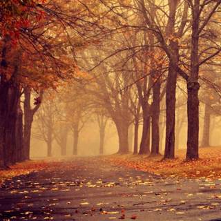 Aesthetic autumn iPad wallpaper