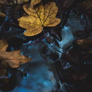 Autumn dark mode wallpaper