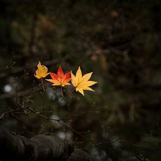 Autumn dark mode wallpaper