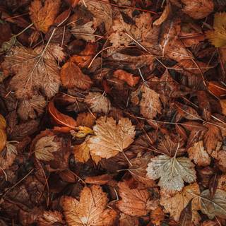 Aesthetic autumn iPad wallpaper